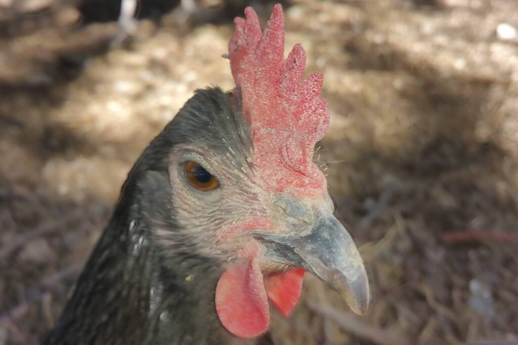 This is one of our beloved hens. You can pick your freshly laid eggs from under the hen in the morning.
