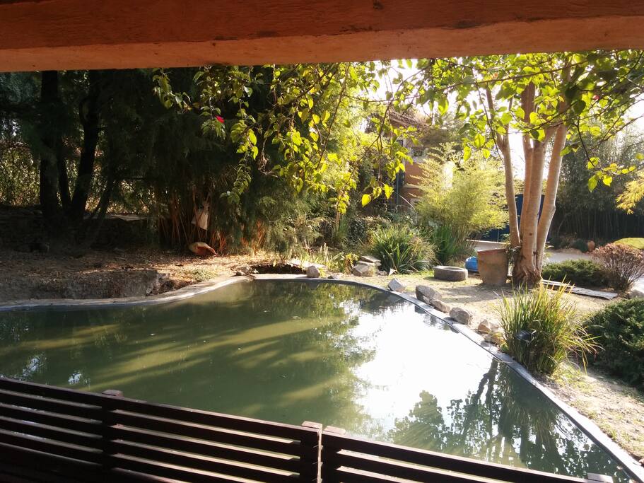 View from the Tea House by the pond