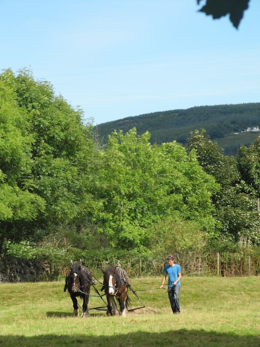 working horses in the field