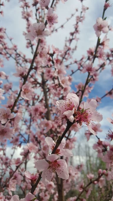 la primavera...