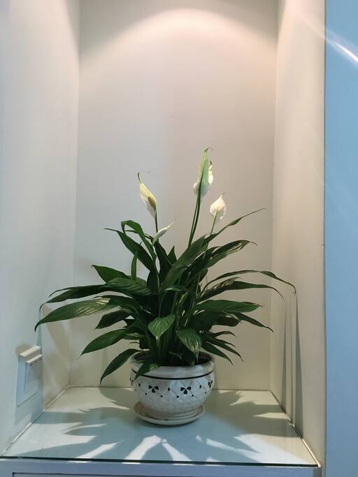 入门就有鲜花迎着。