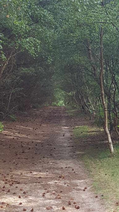 beautiful trails