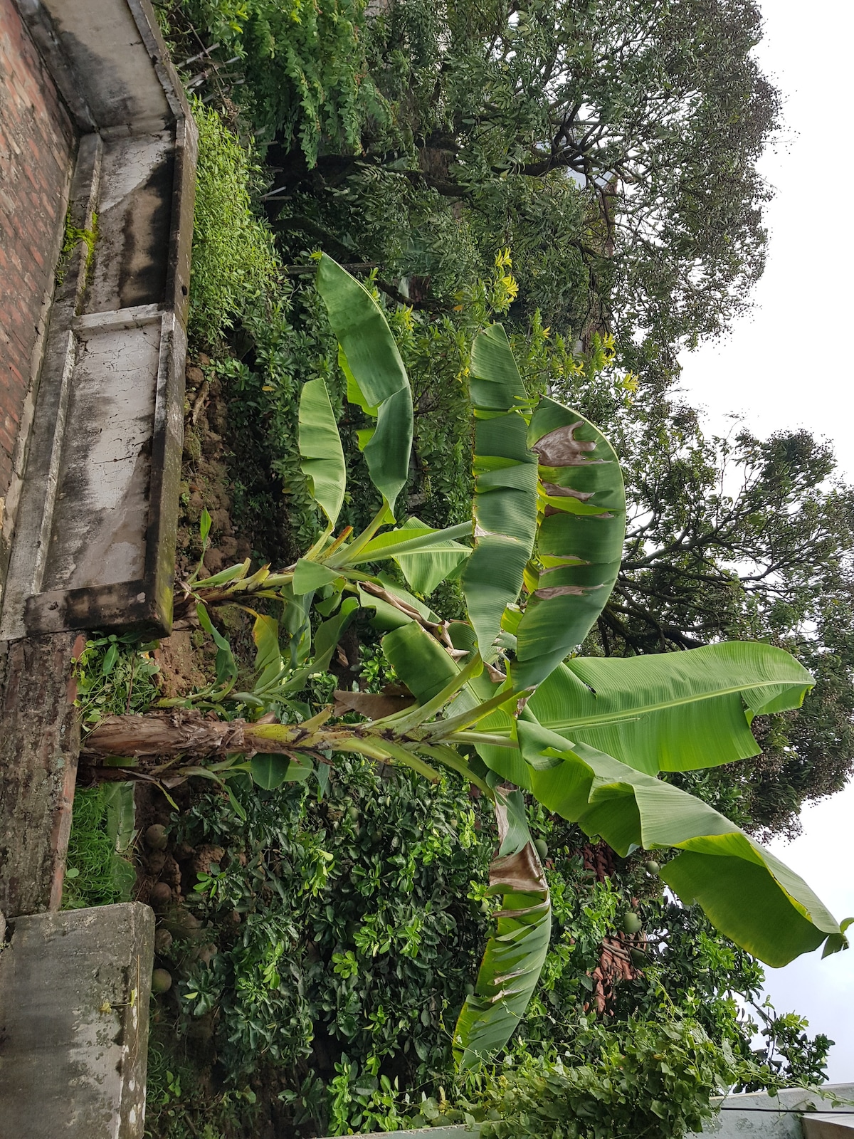 A banana plant with large, green leaves stands prominently in the foreground, surrounded by a lush array of shrubs and trees. The natural setting is enhanced by a backdrop of greenery, creating a serene atmosphere. Cloudy skies are visible above, suggesting a peaceful day.