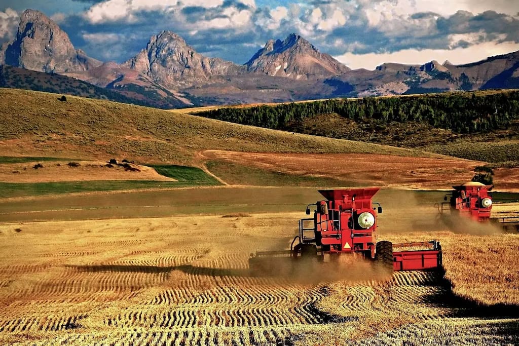 The Tetons during harvest