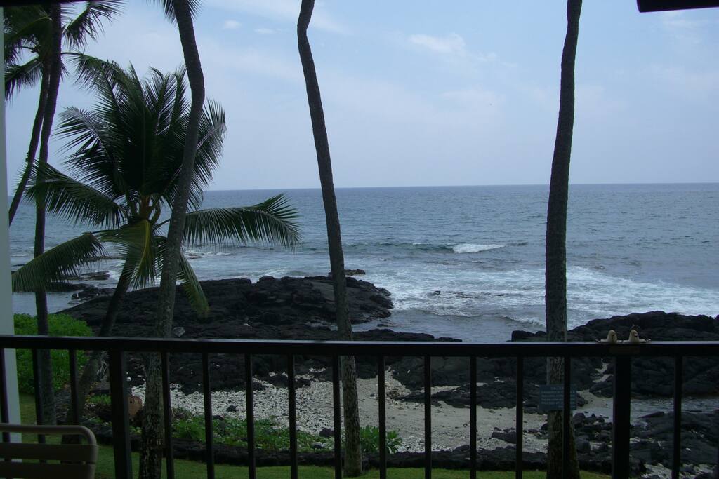 Palm Tree,Tree,Beach,Coast,Outdoors