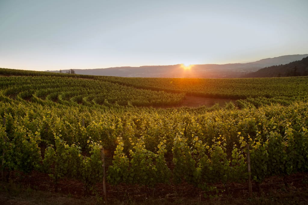 stunning views of the vineyards