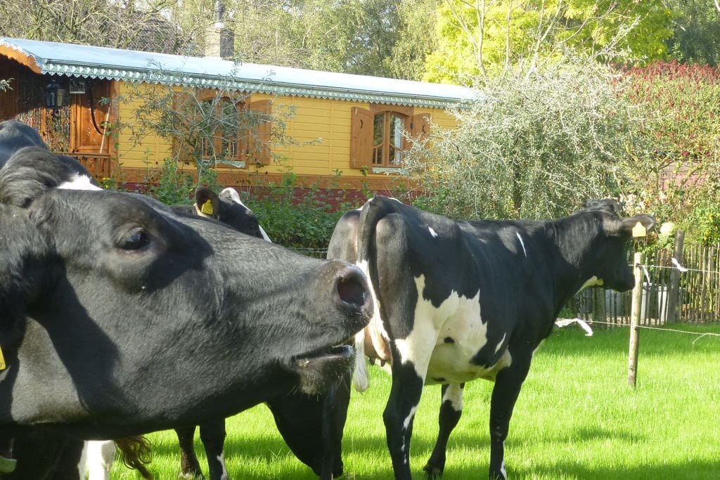 Free guided tour on our dairy farm.