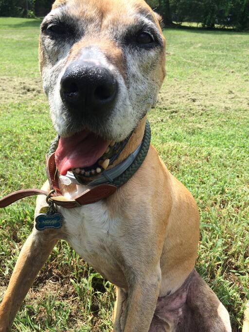 Our Boy Abner! The Namesake of our Eastside Cottage! Abner B. never met a stranger and loved a good cuddle. A 60 pound lap dog and love sponge who gave as much as he received. We're so proud to have created a lovely space for you and your pups that our pup would surely have loved too.