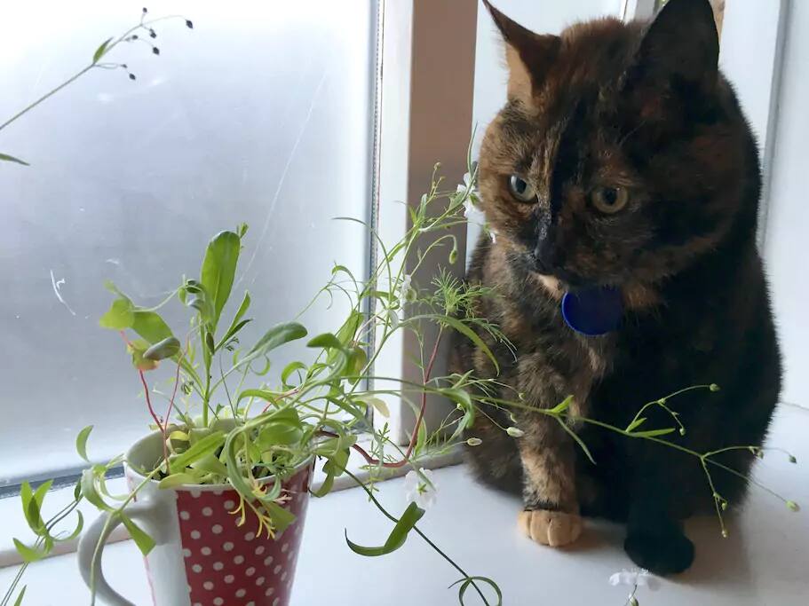 Meet Freyja, the friendliest cat I know