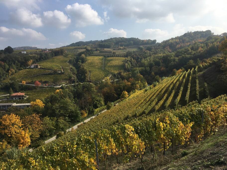 le vigne intorno