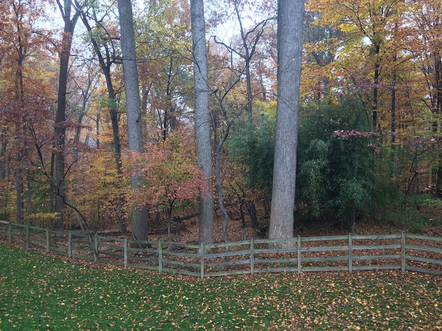 Very serene back yard. This one obviously taken in the fall.