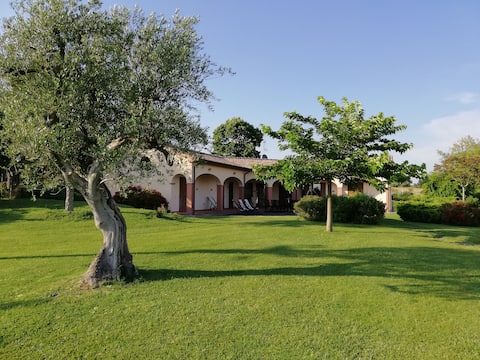 THE HILL OF OLIVE TREES