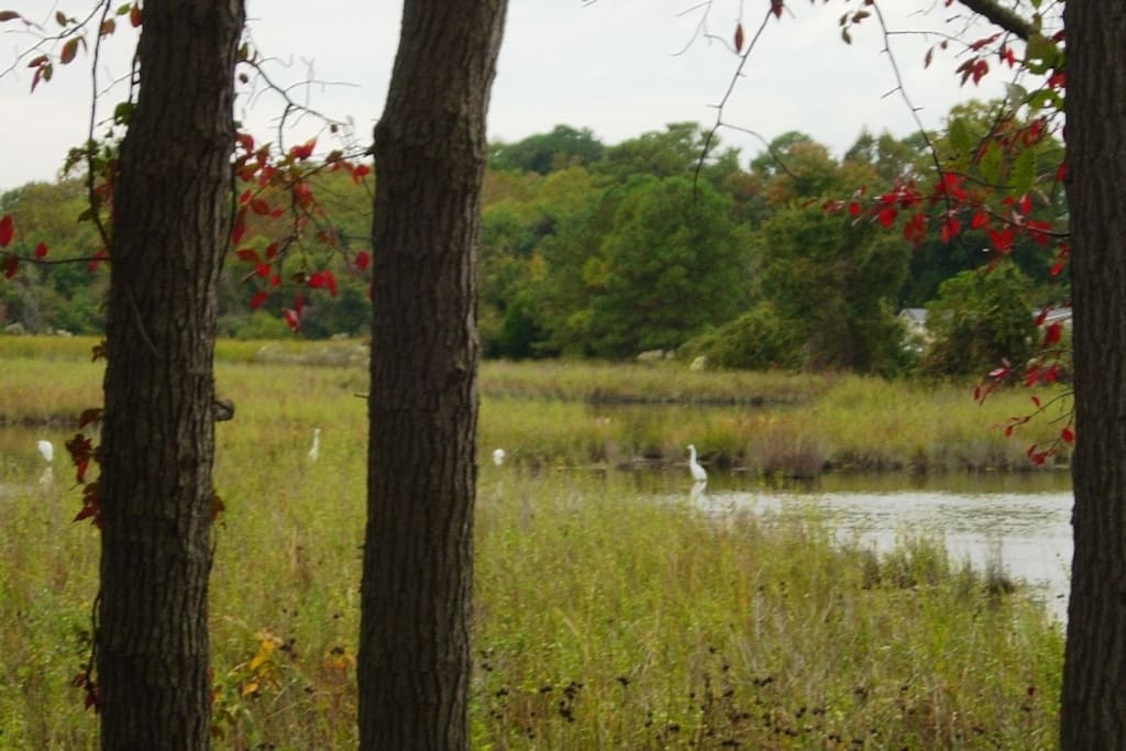 Relax with a serene scene in the back yard.