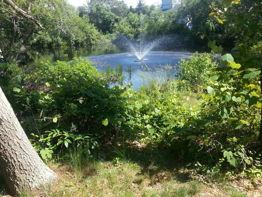 Vernal Pond out back with fountain.