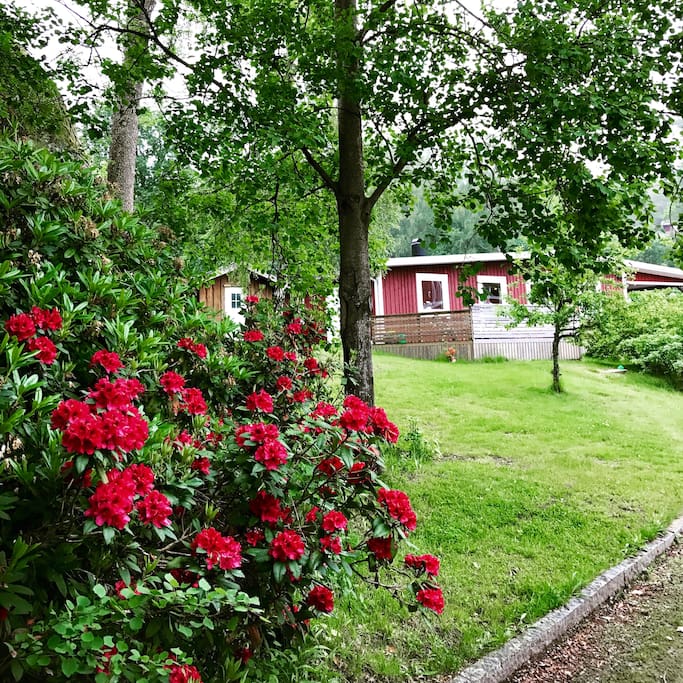Trädgården