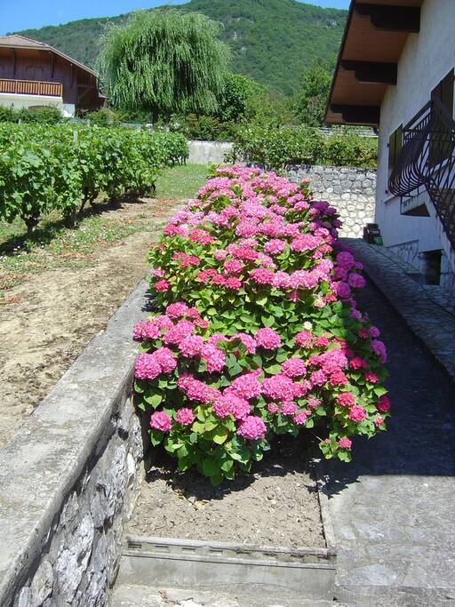 Allée d'hortensias