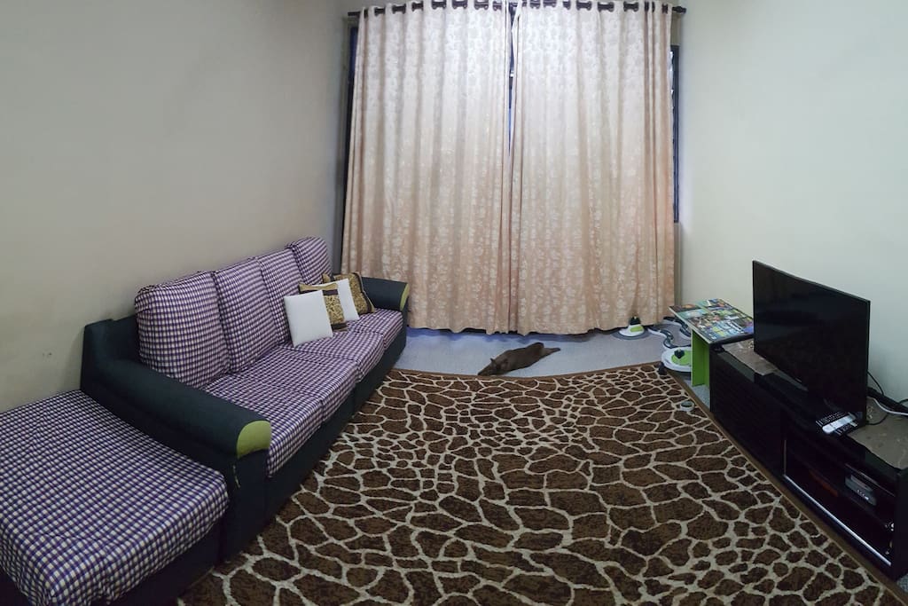 Spacious shared living room to leisure with 3 adorable cuties (if you wish to play with them)