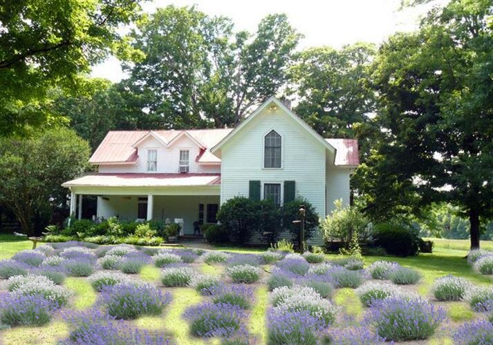 A charming farmhouse stands amid the lush greenery, framed by tall trees. Lavender blooms create a soft purple carpet in the foreground, while the white exterior of the house, with green shutters and a red roof, adds to the inviting rural setting.