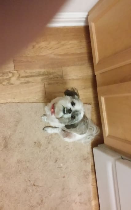 We are pet friendly.