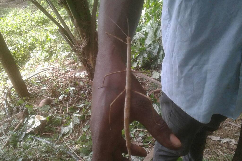 One of the larges ever found walking stick aka Godhorse found in Barbados protected at Jahworks