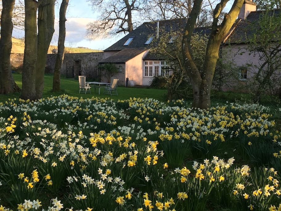 Rear Garden in Spring
