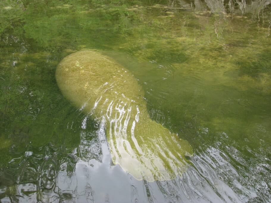 If you watch the river long enough you might see a manatee swim by.