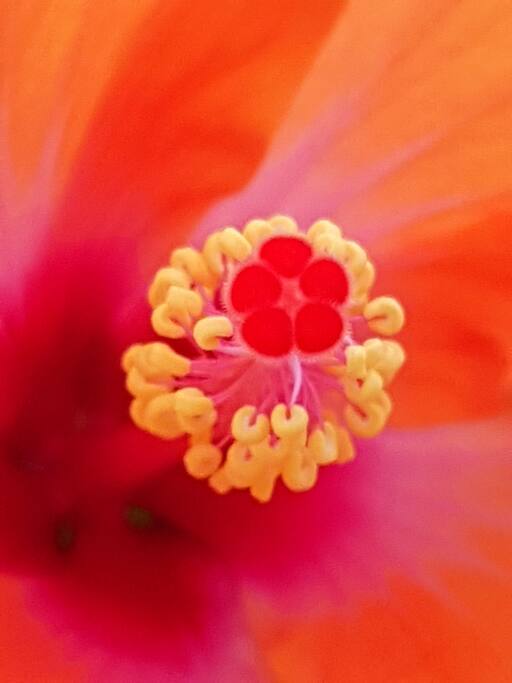 hibiscus from the garden ♡