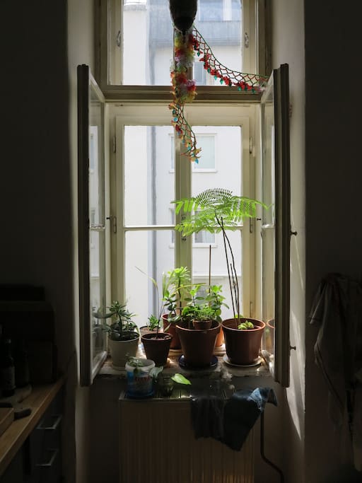 kitchen-window-sill