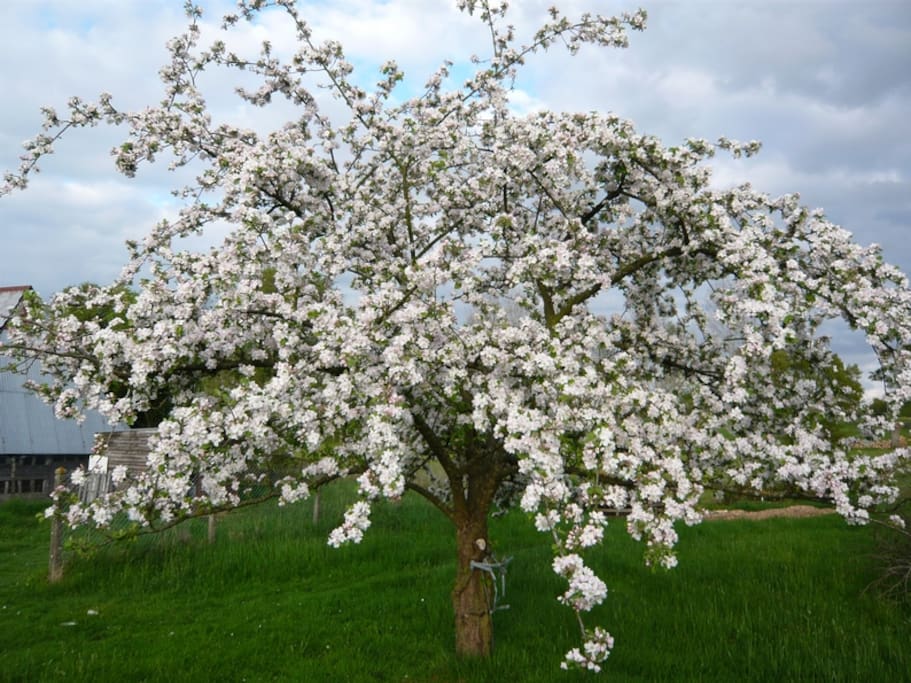 Nos arbres fruitiers au printemps