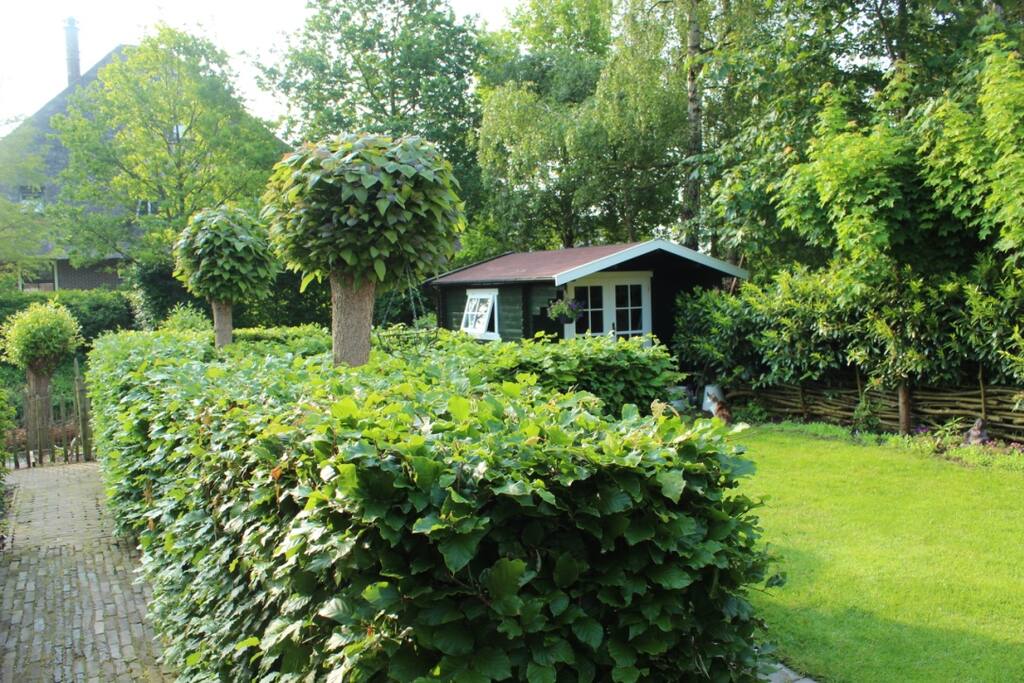 Garden back side