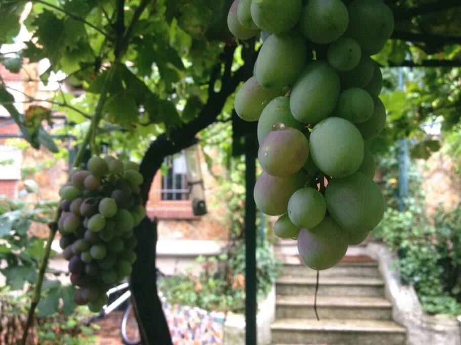 Grapes from the entrance