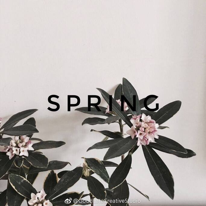 春天Spring