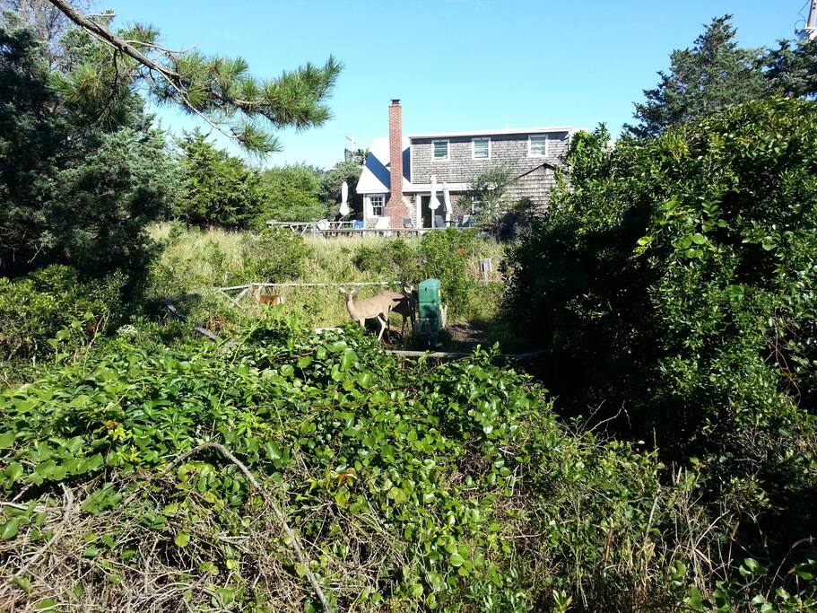 Open lot looking north toward house