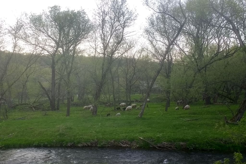 It's not unusual to see the sheep grazing across the river in the morning. View from porch.