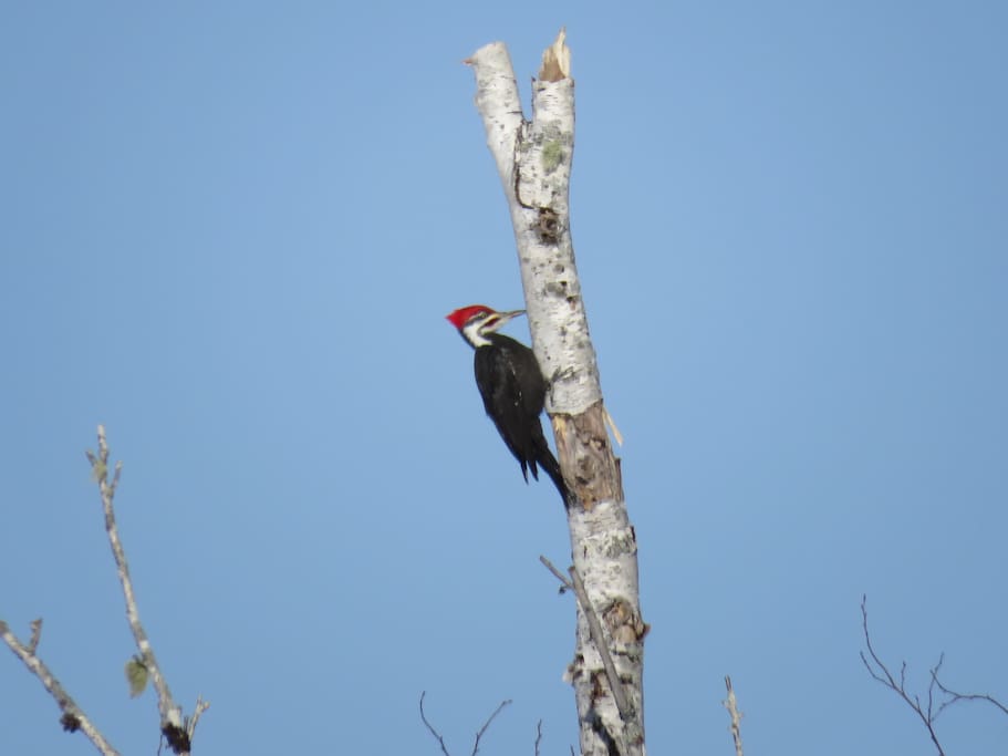 Woodpecker.