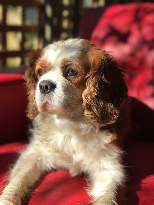 Lolly Polly