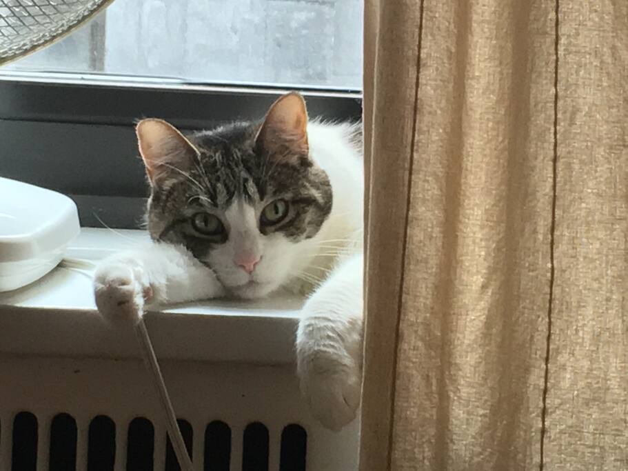Emily the cat