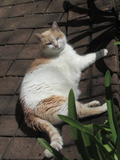 Scarlett the Cat