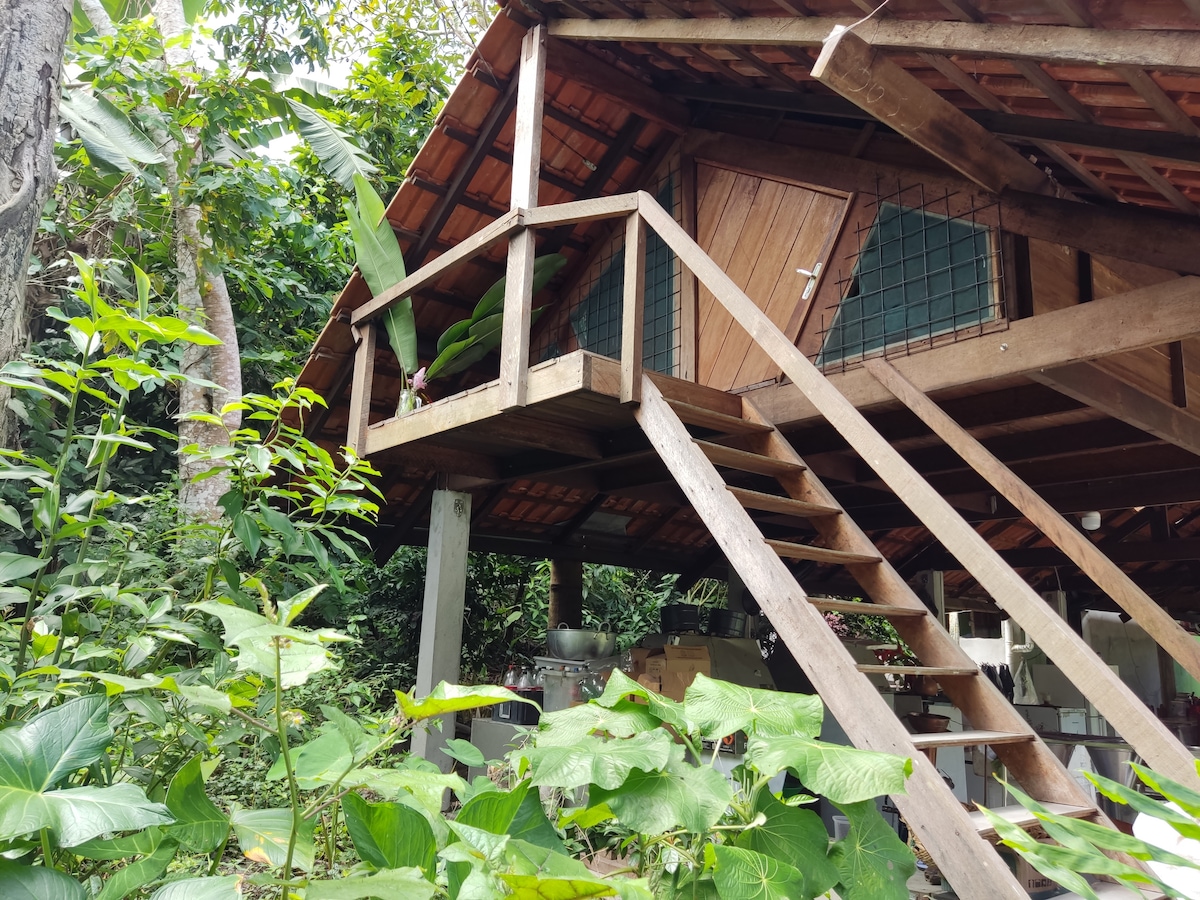 A wooden structure elevated on stilts is nestled among lush greenery in a tropical setting. The staircase leading to the entrance is visible, flanked by vibrant foliage. Windows are screened, allowing for natural light to filter through the wooden framework.