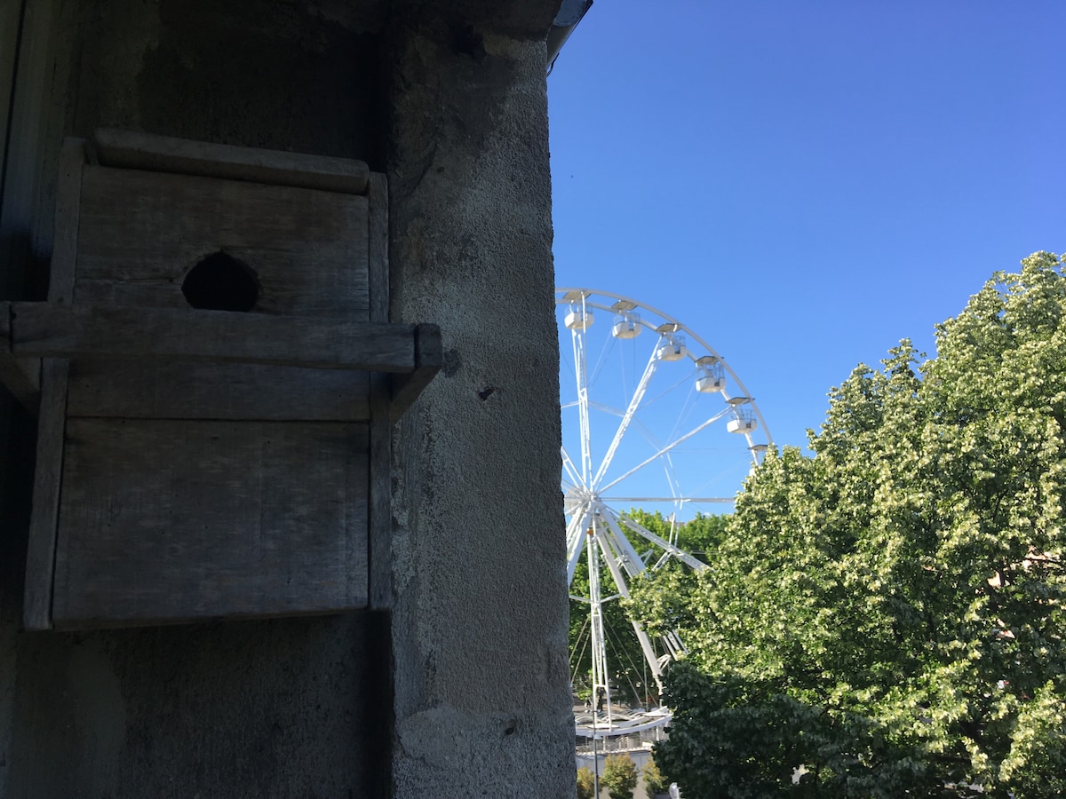 View from the living room window.  Sometimes there are baby birds born here.