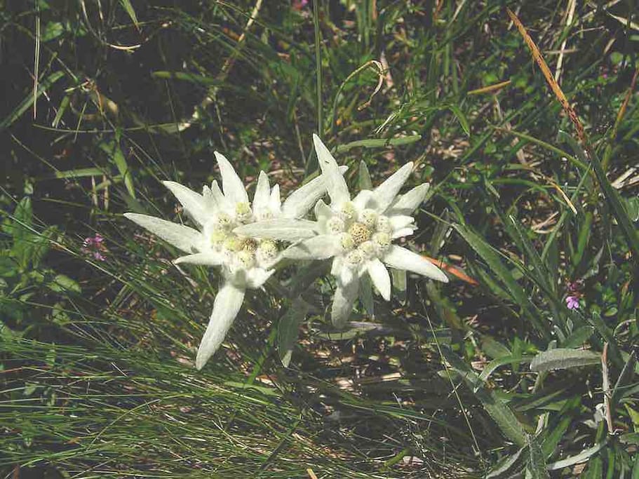 Precious wildflower "Edelweiss" , soul of "The Cozy Re-treat."