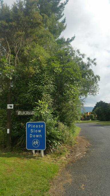 Welcome to serenity that is Pukawa