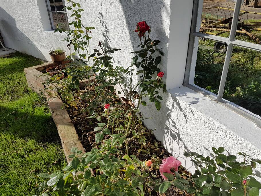 Das Rosen-und Tulpenbeet