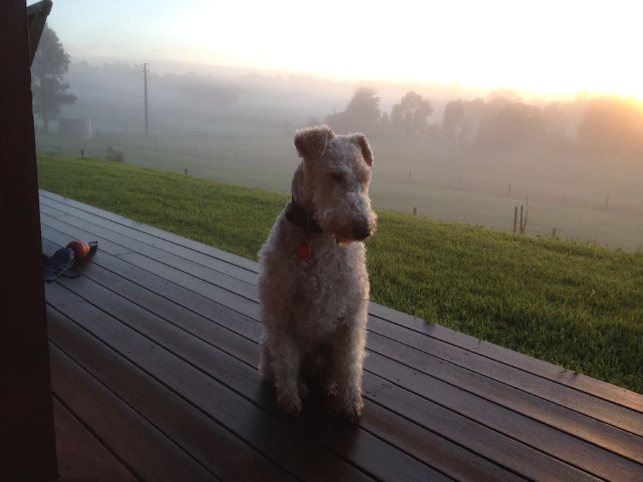 Oscar sitting on the front deck on a Misty Morning