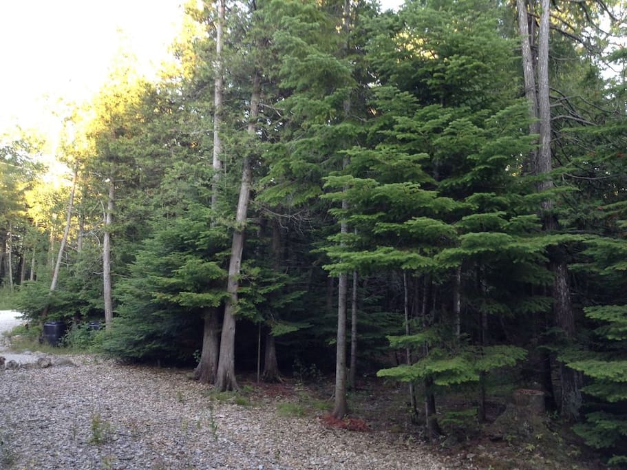 Lots of trees and quiet