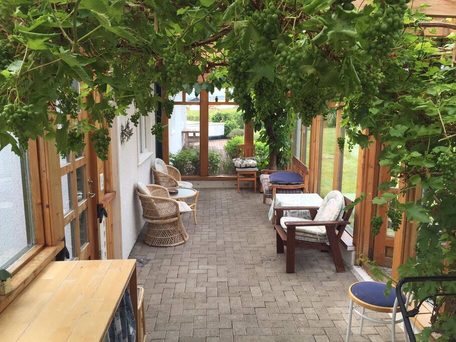 The glasshouse has a vine plant. The grapes become edibility in late July