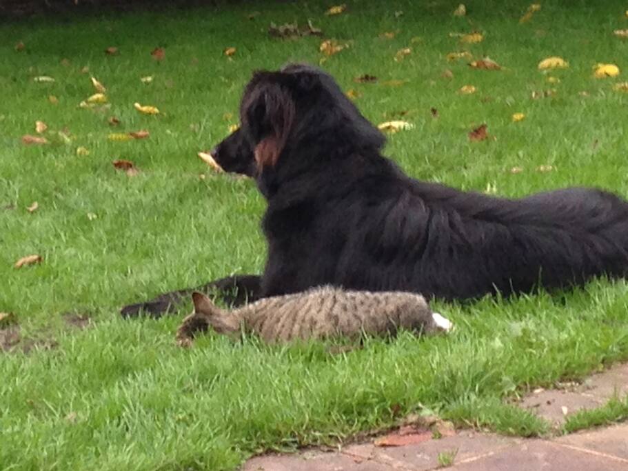 Tiere auf der Farm