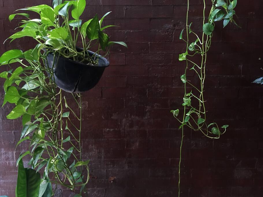 Las plantas.
Encontrarás mucha de ellas repartidas por todo el lugar.