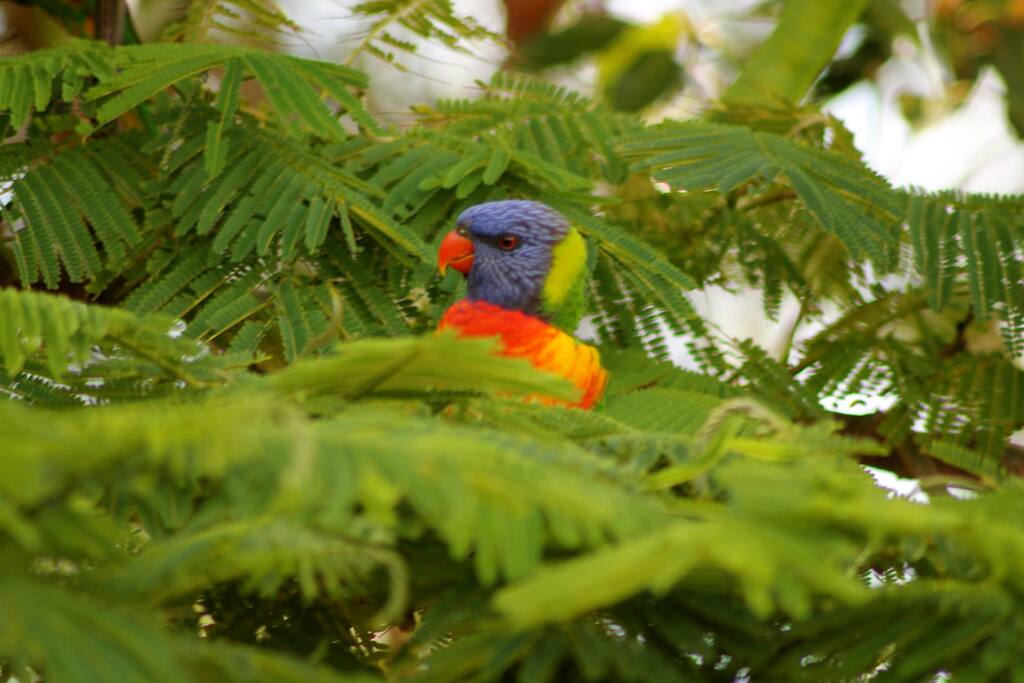 Local bird life