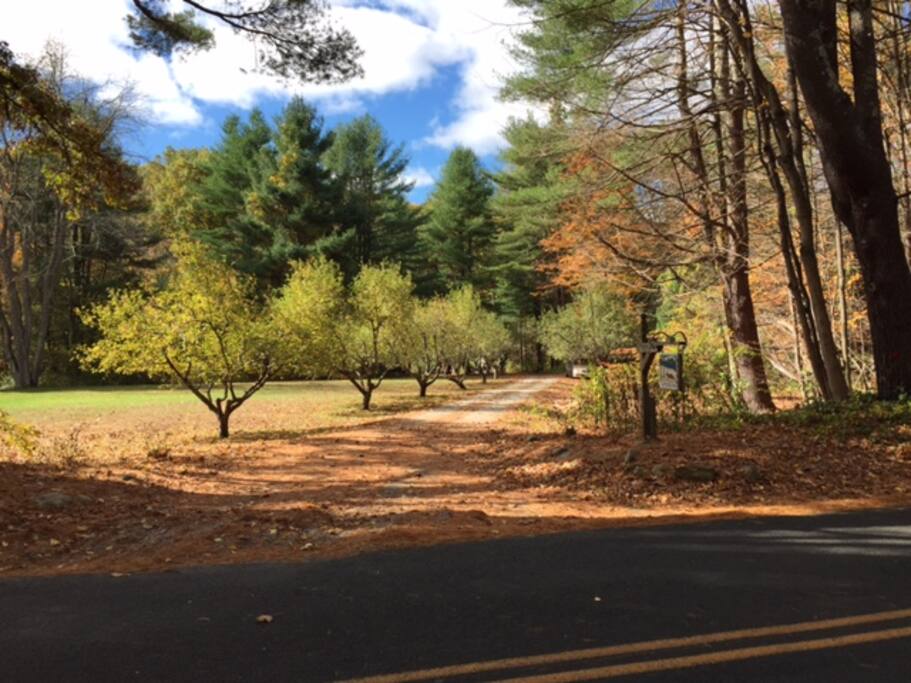 Apple tree lined driveway.